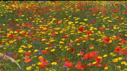 Wildflower Patch