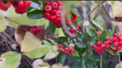 Seasonal Bounty