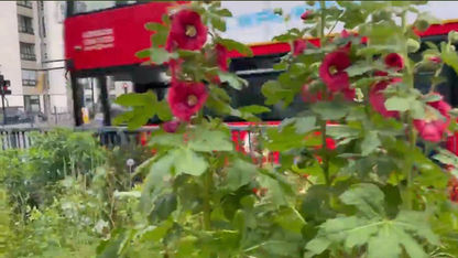 Community Garden
