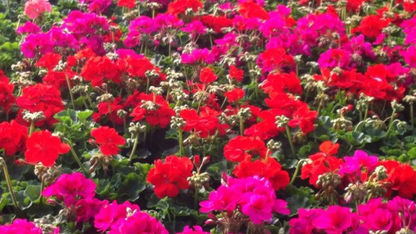 Geraniums