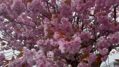 Cherry Blossom Clouds