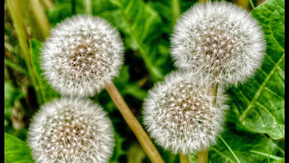 Dandelion Clocks