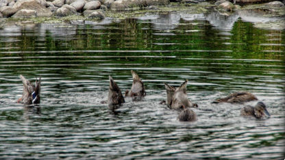 Synchronised Swimming