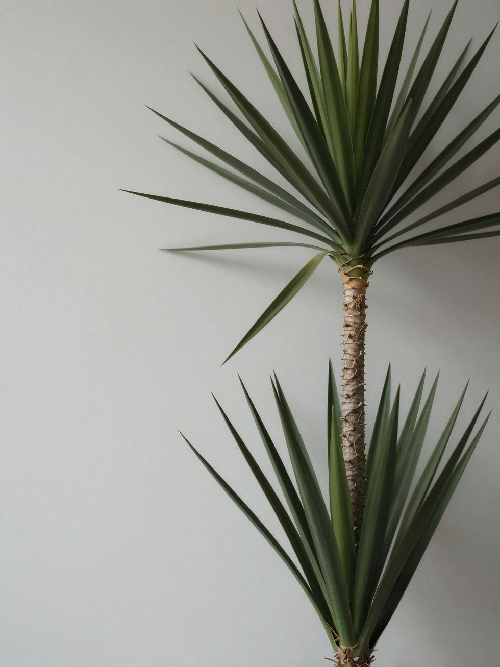 Yuccas