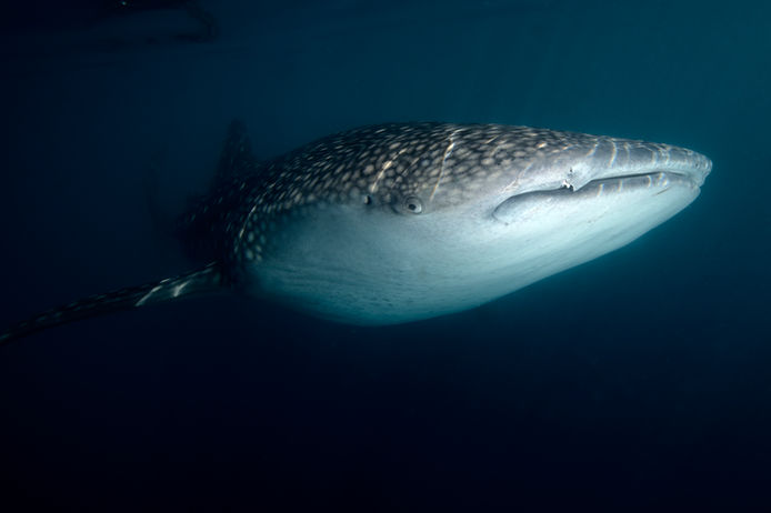 Whale shark in Raja Ampat