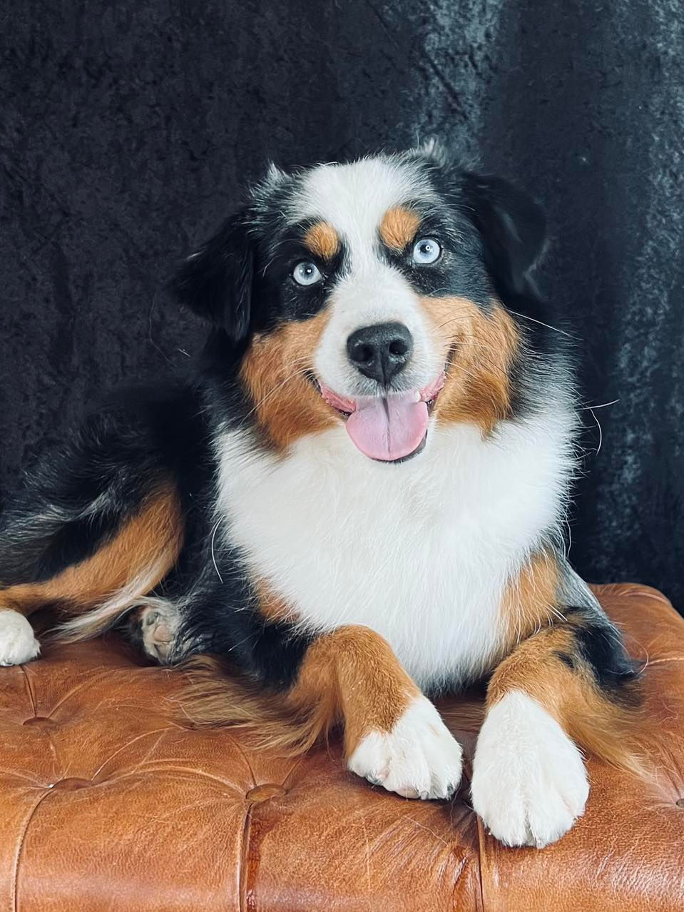 aspen - a blue merle american australian shepherd from spur strap minis headshot on couch