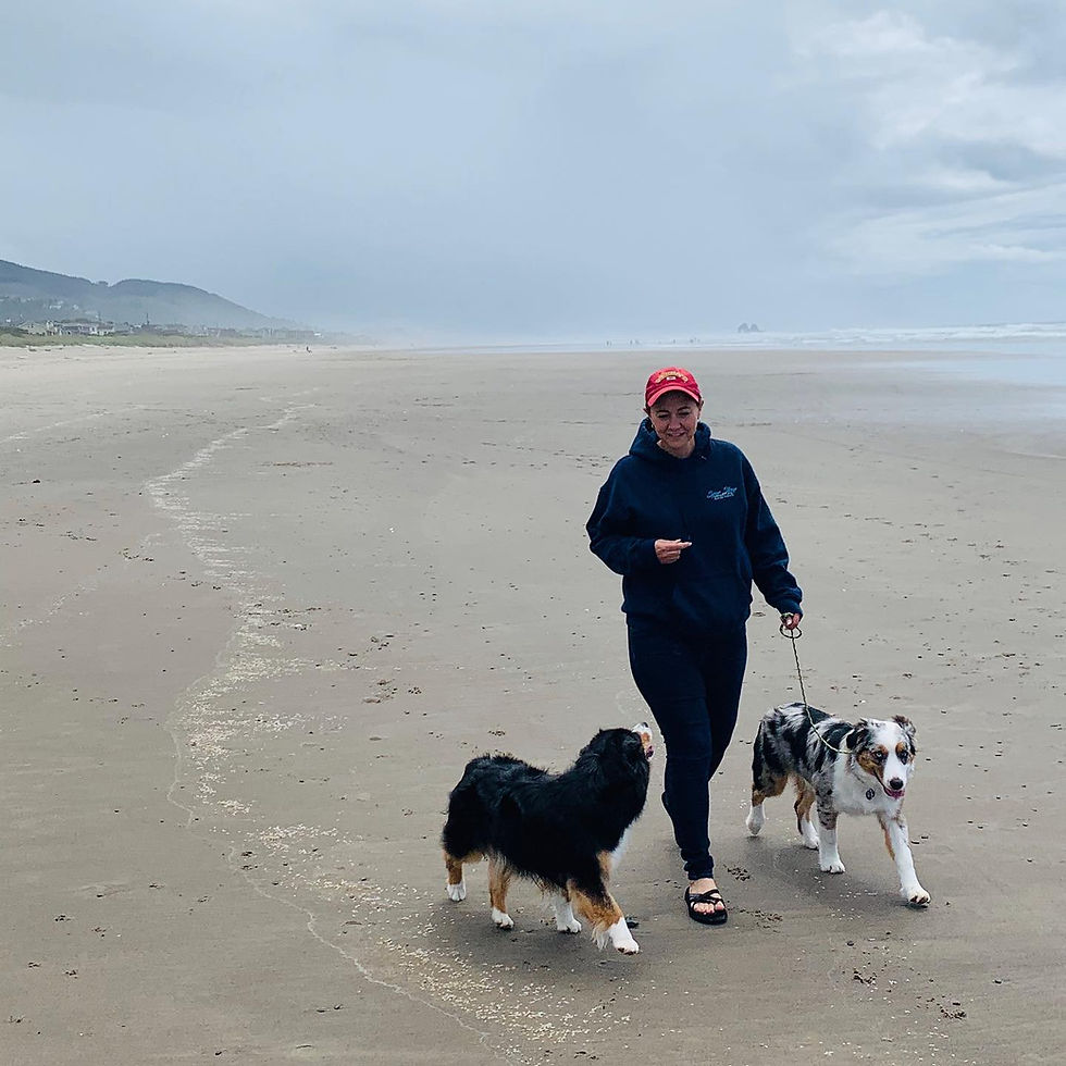 mini american shepherds being walked on the beach