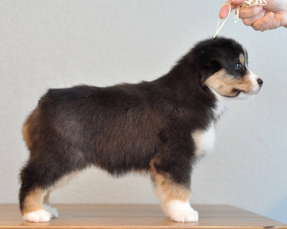 8 week show stack on a black mini american shepherd grey background