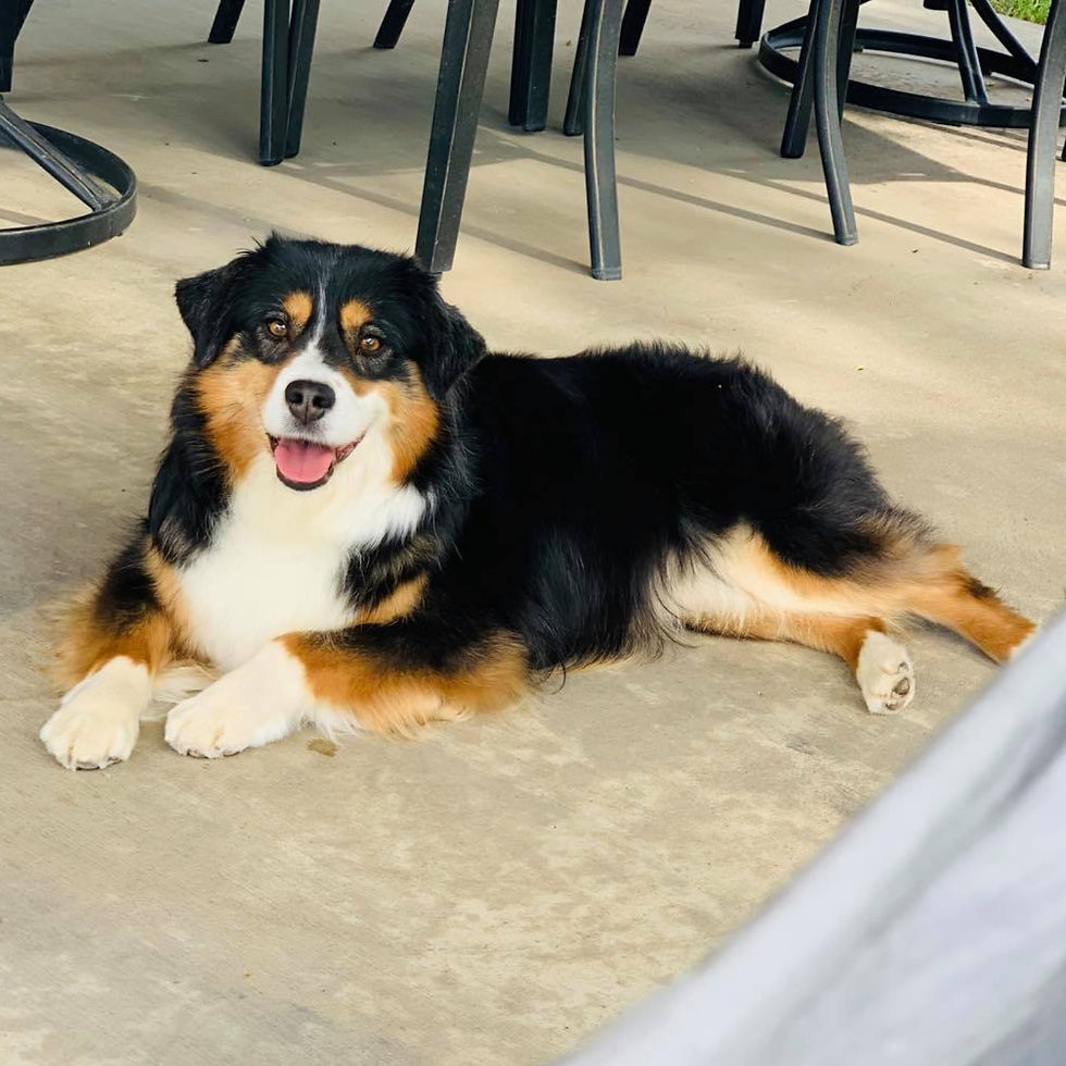 Black tri female Hula laying on porch