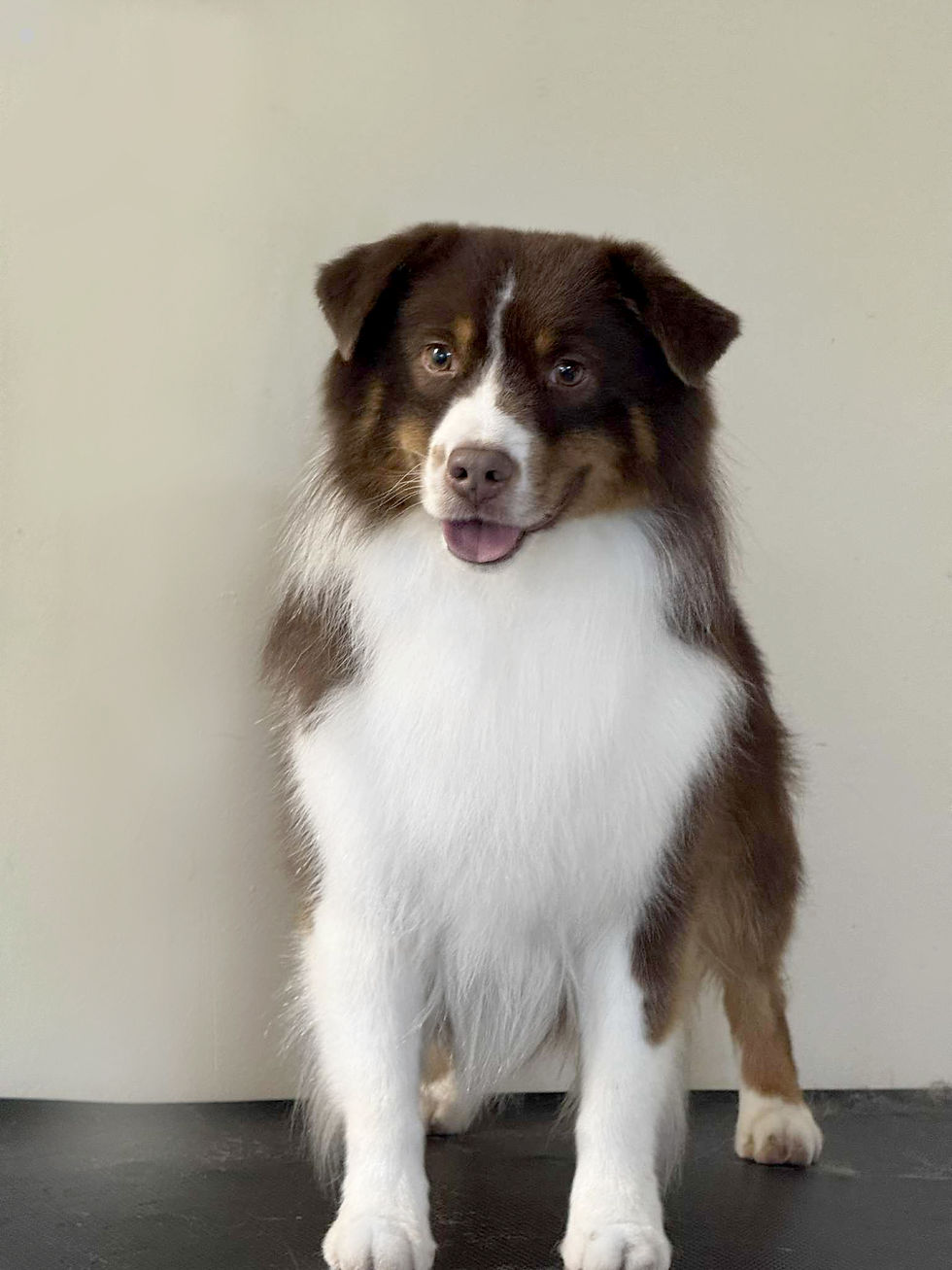 miniature australian shepherd red tri sire - dogs name is Itch