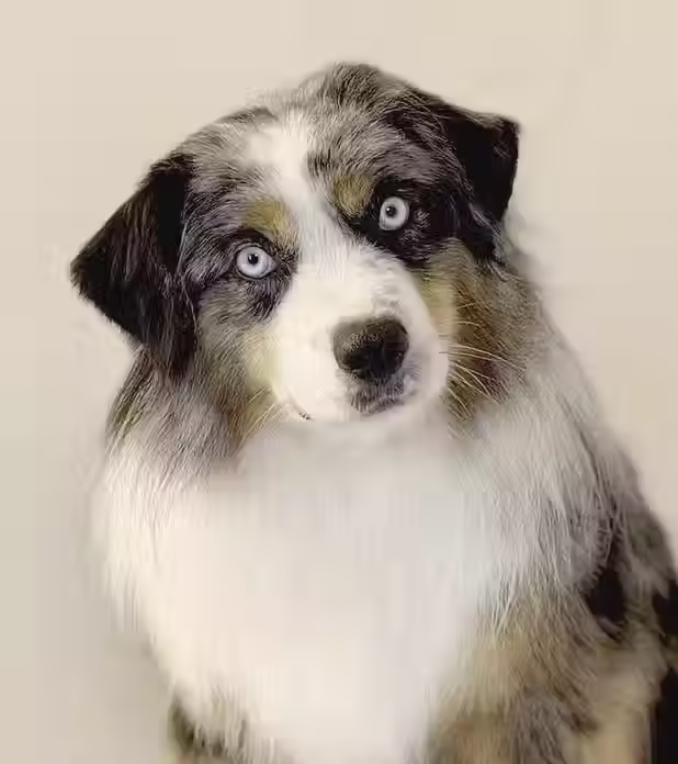 head shot of male merle Blue Mini Aussie
