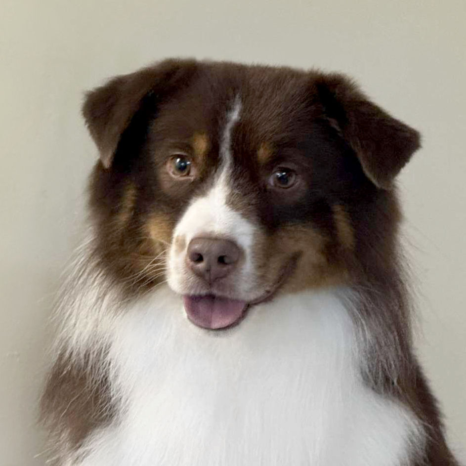 Head shot of red tri miniature American shepherd