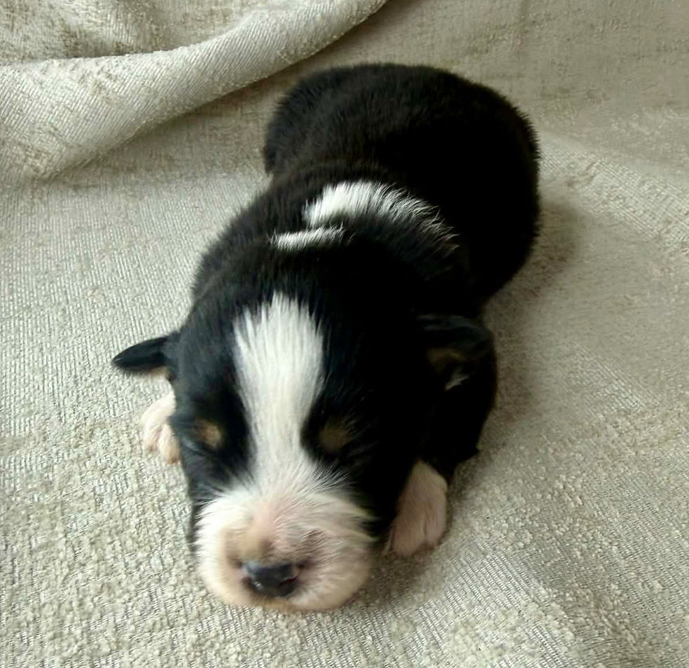 black tri on white background. One copper sock