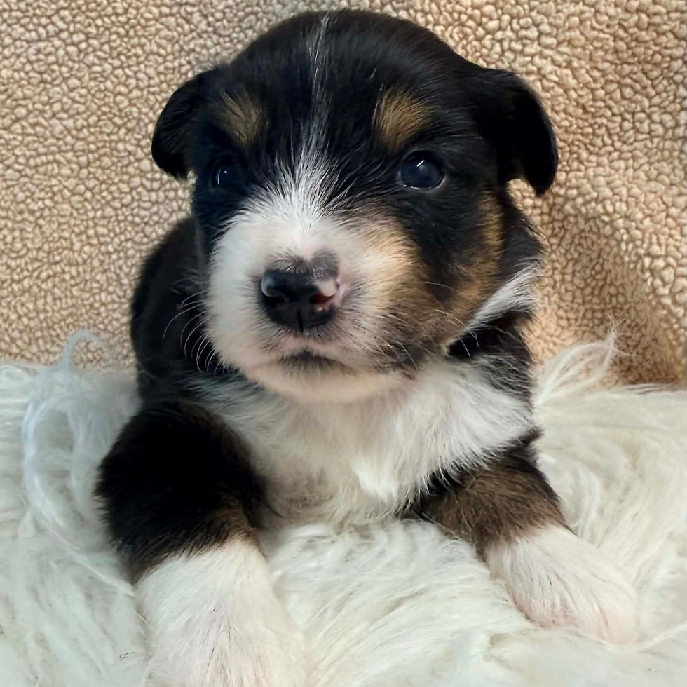 black tri mini Aussie on white background