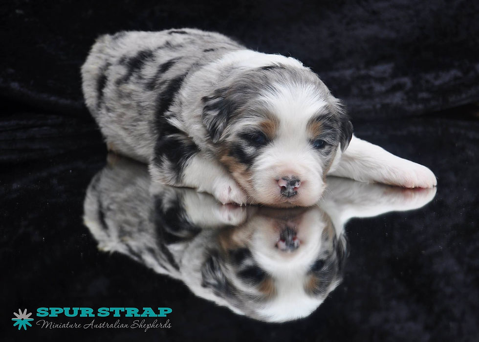 blue merle mini aussie puppy on mirror sleeping