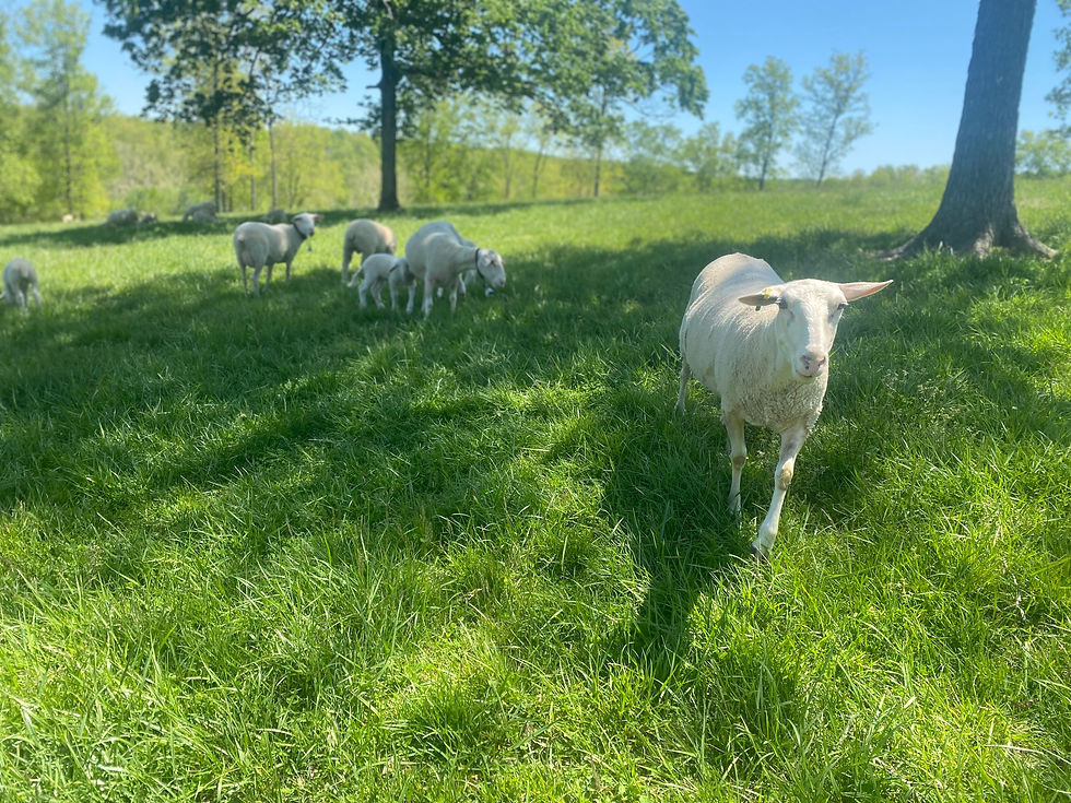 Our Dairy Ewes Enjoying A Ridge Top Pasture