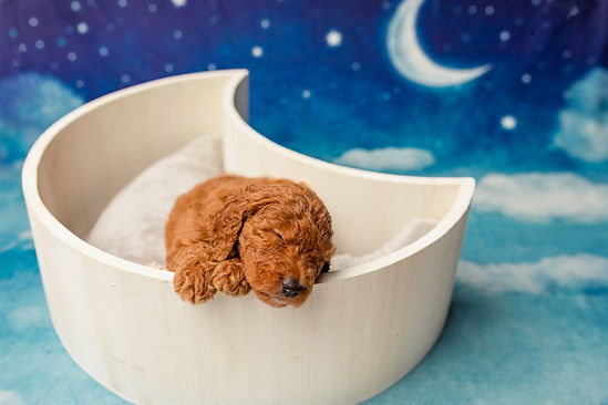 A doodle puppy sleeps in a moon shaped box on a cloudy backdrop.