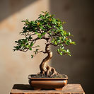 bonsai plant.jpg