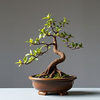 bonsai plant.jpg