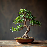 bonsai.jpg