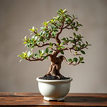 bonsai plant.jpg
