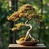 bonsai .jpg