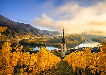 The Moselle loop, a beautiful river in Germany, makes a 180 degree loop. with vineyards an