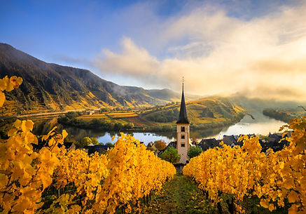 The Moselle loop, a beautiful river in Germany, makes a 180 degree loop. with vineyards an