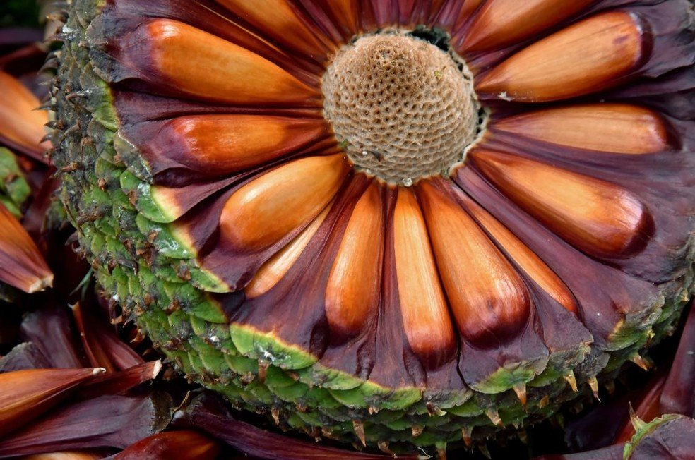 Pinhão 500g