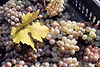 high-angle-view-crab-leaves.jpg