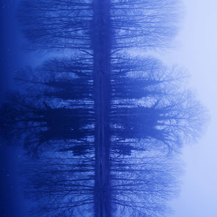 alberodoppio.jpg