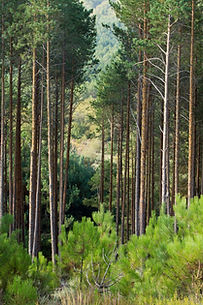 Pinus sylvestris