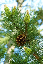 Pinus sylvestris