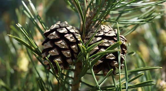 Pinus Sylvestris