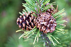 Pinus sylvestris