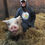 Thumbnail: Grey Unisex "Pigs Rock" Hoodie