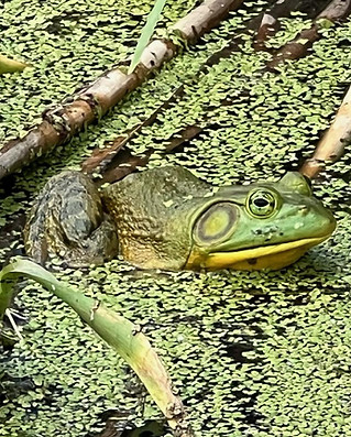 Jeremiah-the-bullfrog-IMG_3860.jpg