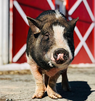 Wilbur.JPG