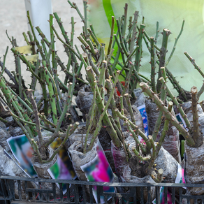 A package of bare root roses