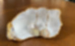 Cockle shell and Pearl Earrings