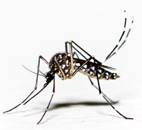 mosquito control west nile virus General Pest Control Cypress Katy Fulshear Brookshire Houston Vulcan Pest Control Fast Cheap Pest Control Pest Control Near Me Rodent Control Commercial Pest Control 