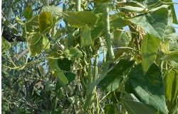 rignunedu di caulonia   