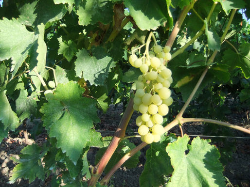  Promentina di luglio