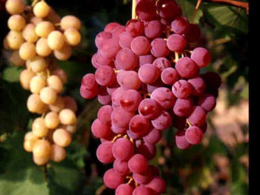 Cerasola di Ferruzzano