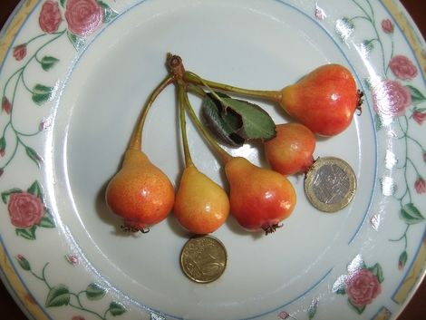 Moscatello invernale di Motticella