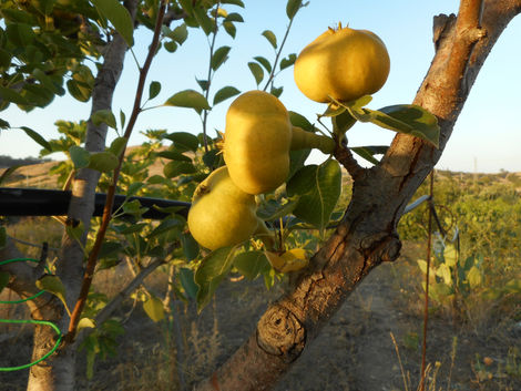 pero greco di motticella