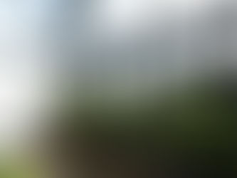 Jakie rośliny wybrać do ogrodu zimowego ?