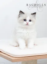 Adoption Fee Rustic Kittens Ragdoll Cattery