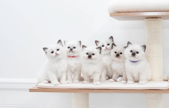 Ragdoll, ragdoll kitten, ragdoll cat, seal point ragdoll, blue point ragdoll, lilac point ragdoll, chocolate point ragdoll, seal colorpoint, blue colorpoint, lilac colorpoint, chocolate colorpoint, seal bicolor, seal bicolor ragdoll, seal point bicolor ragdoll, blue bicolor, blue bicolor ragdoll, blue point bicolor, blue point bicolor ragdoll, lilac bicolor, lilac bicolor ragdoll, lilac point bicolor ragdoll, chocolate bicolor, chocolate bicolor ragdoll, chocolate point bicolor ragdoll, seal point mitted, seal mitted, seal point mitted ragdoll, seal mitted ragdoll, blue point mitted, blue mitted, blue point mitted ragdoll, blue mitted ragdoll, lilac point mitted, lilac mitted, lilac point mitted ragdoll, lilac mitted ragdoll, chocolate point mitted, chocolate mitted, chocolate point mitted ragdoll, chocolate mitted ragdoll, ragdoll kittens for sale, ragdoll kittens available, kittens for sale, kittens for adoption, ragdoll adoption, ragdoll cattery, ragdoll breeder, tica breeder