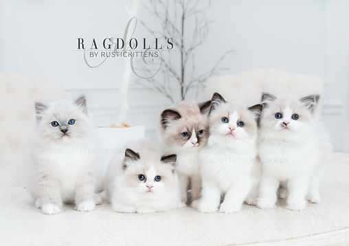 Ragdoll, ragdoll kitten, ragdoll cat, seal point ragdoll, blue point ragdoll, lilac point ragdoll, chocolate point ragdoll, seal colorpoint, blue colorpoint, lilac colorpoint, chocolate colorpoint, seal bicolor, seal bicolor ragdoll, seal point bicolor ragdoll, blue bicolor, blue bicolor ragdoll, blue point bicolor, blue point bicolor ragdoll, lilac bicolor, lilac bicolor ragdoll, lilac point bicolor ragdoll, chocolate bicolor, chocolate bicolor ragdoll, chocolate point bicolor ragdoll, seal point mitted, seal mitted, seal point mitted ragdoll, seal mitted ragdoll, blue point mitted, blue mitted, blue point mitted ragdoll, blue mitted ragdoll, lilac point mitted, lilac mitted, lilac point mitted ragdoll, lilac mitted ragdoll, chocolate point mitted, chocolate mitted, chocolate point mitted ragdoll, chocolate mitted ragdoll, ragdoll kittens for sale, ragdoll kittens available, kittens for sale, kittens for adoption, ragdoll adoption, ragdoll cattery, ragdoll breeder, tica breeder